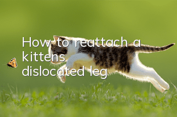 How to reattach a kitten's dislocated leg