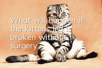 What will happen if the kitten’s leg is broken without surgery?
