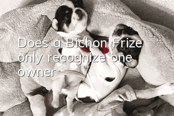 Does a Bichon Frize only recognize one owner?