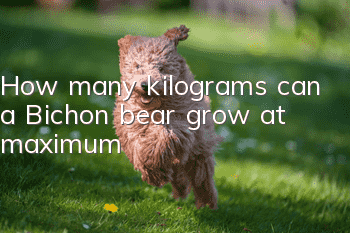 How many kilograms can a Bichon bear grow at maximum?