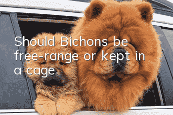 Should Bichons be free-range or kept in a cage?