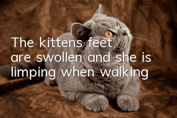 The kitten's feet are swollen and she is limping when walking