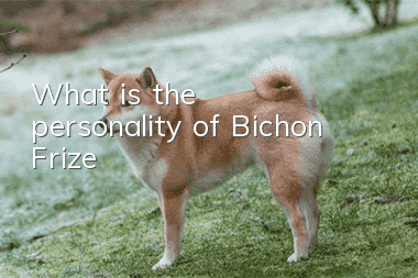 What is the personality of Bichon Frize?