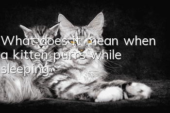 What does it mean when a kitten purrs while sleeping?