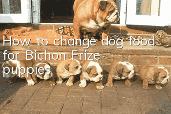 How to change dog food for Bichon Frize puppies