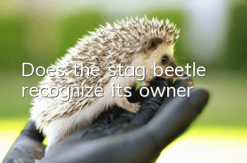 Does the stag beetle recognize its owner?