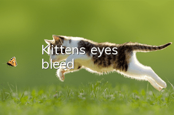 Kitten's eyes bleed