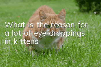 What is the reason for a lot of eye droppings in kittens?