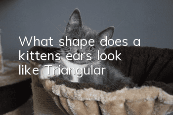What shape does a kitten’s ears look like? Triangular