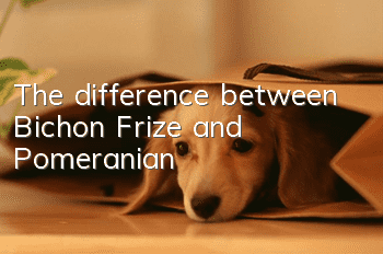 The difference between Bichon Frize and Pomeranian