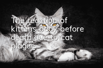 The reaction of kitten’s body before death due to cat plague