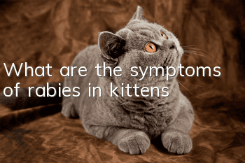 What are the symptoms of rabies in kittens
