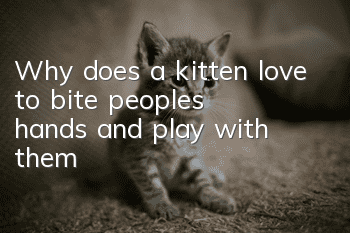 Why does a kitten love to bite people's hands and play with them?