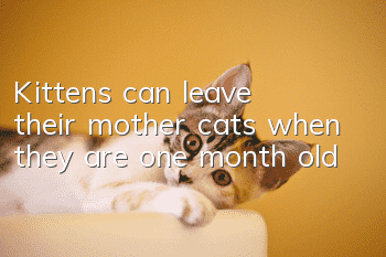 Kittens can leave their mother cats when they are one month old