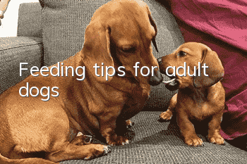 Feeding tips for adult dogs