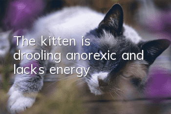 The kitten is drooling, anorexic and lacks energy
