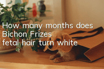 How many months does Bichon Frize's fetal hair turn white?