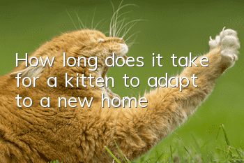 How long does it take for a kitten to adapt to a new home?