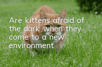 Are kittens afraid of the dark when they come to a new environment?
