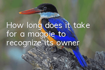 How long does it take for a magpie to recognize its owner?