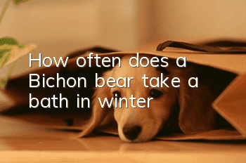 How often does a Bichon bear take a bath in winter?