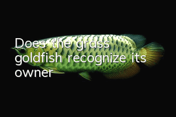 Does the grass goldfish recognize its owner?