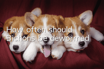 How often should Bichons be dewormed?