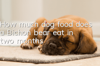 How much dog food does a Bichon bear eat in two months?