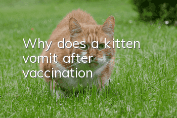 Why does a kitten vomit after vaccination?