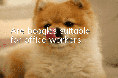 Are beagles suitable for office workers?