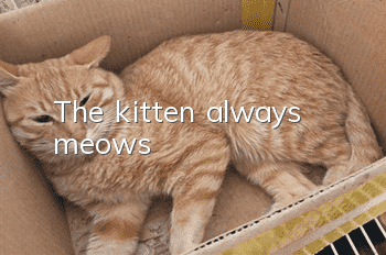 The kitten always meows