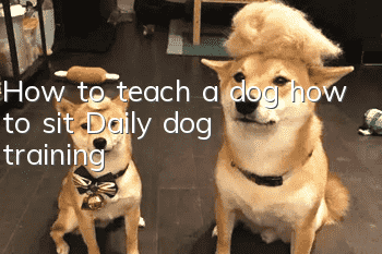 How to teach a dog how to sit? Daily dog training!