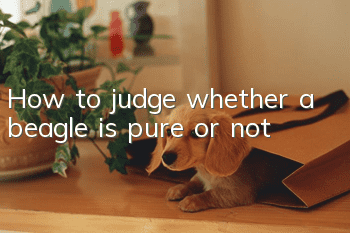 How to judge whether a beagle is pure or not?
