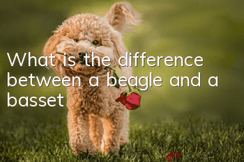What is the difference between a beagle and a basset?