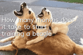 How many months does it take to start training a beagle?