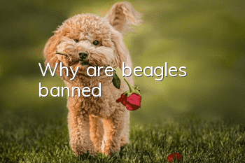 Why are beagles banned?