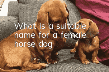 What is a suitable name for a female horse dog?