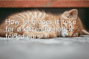 How long does it take for a kitten to notice folded ears?