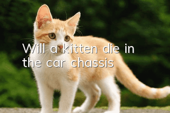 Will a kitten die in the car chassis?