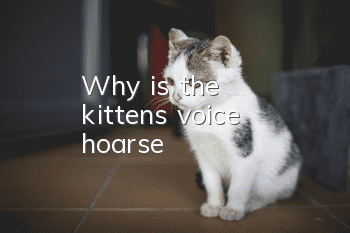 Why is the kitten's voice hoarse?