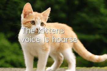 The kitten's voice is hoarse