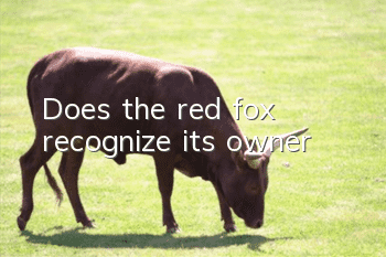 Does the red fox recognize its owner?