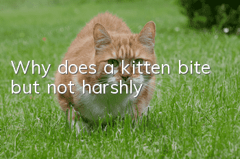 Why does a kitten bite but not harshly?