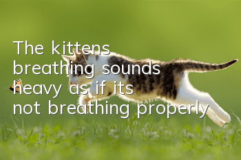 The kitten's breathing sounds heavy, as if it's not breathing properly