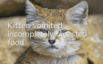 Kitten vomited incompletely digested food
