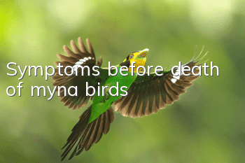 Symptoms before death of myna birds