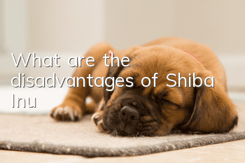 What are the disadvantages of Shiba Inu?