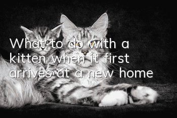 What to do with a kitten when it first arrives at a new home