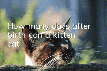 How many days after birth can a kitten eat?