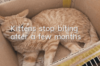 Kittens stop biting after a few months